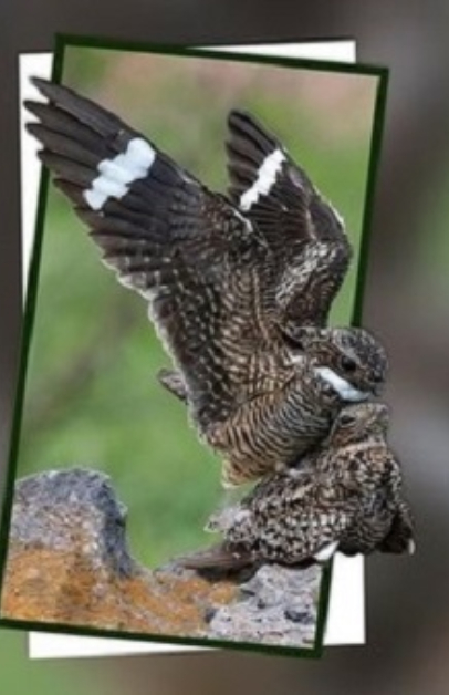 Concurso Internacional de Fotografía Naturaleza Digital 2025